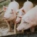 UK Detects First Human Case Of Flu Strain Similar To Pig Virus
