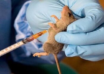 Ogun Announces Outbreak Of Lassa Fever, Confirms One Casualty