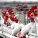 Liberia Reports H5N1 Bird Flu On Poultry Farm, WOAH Says