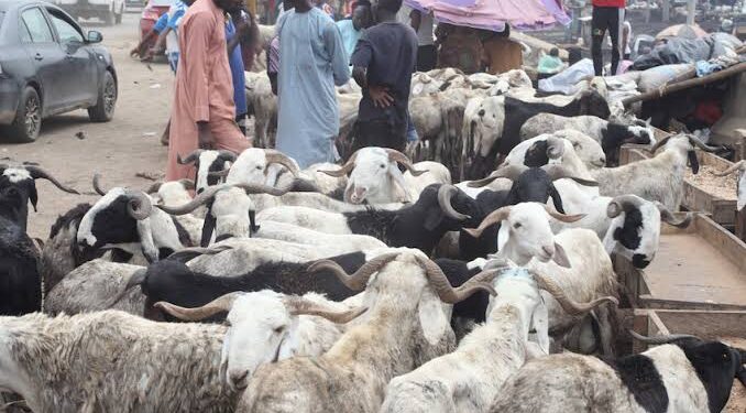 Soaring Livestock Prices Cast Shadow Over Sallah Celebrations