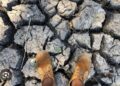 UN Urges World To Ready For Extreme Heat Risk From El Nino