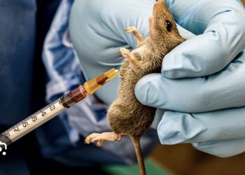 Lassa Fever Kills 214, Fatality Rate Rises To 25 percent — NCDC