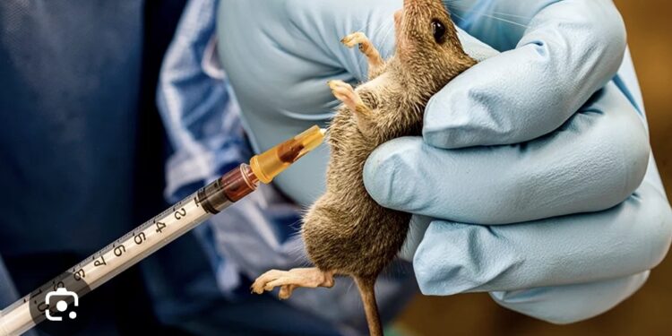Lassa Fever Kills 214, Fatality Rate Rises To 25 percent — NCDC