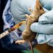 Lassa Fever Kills 214, Fatality Rate Rises To 25 percent — NCDC