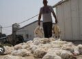 Heatwaves Trigger Massive Poultry Losses Across France