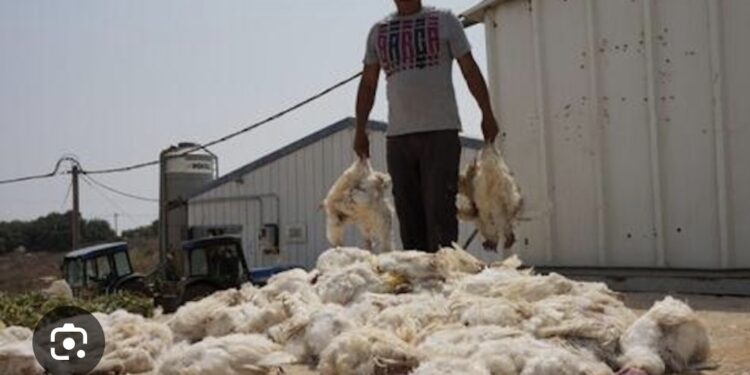 Heatwaves Trigger Massive Poultry Losses Across France