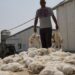 Heatwaves Trigger Massive Poultry Losses Across France