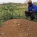 Nigerian Families, Survivors Seek Justice Over Miners’ Deaths